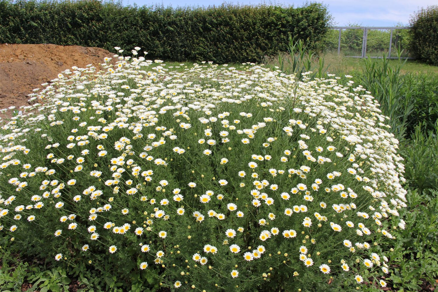 Anthemis tinctoria 'Sauce Hollandaise' (Färber-Hundskamille)