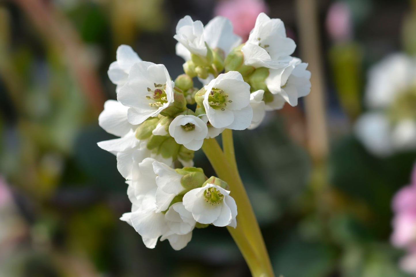 Bergenia 'Bressingham White' Garten-Bergenie