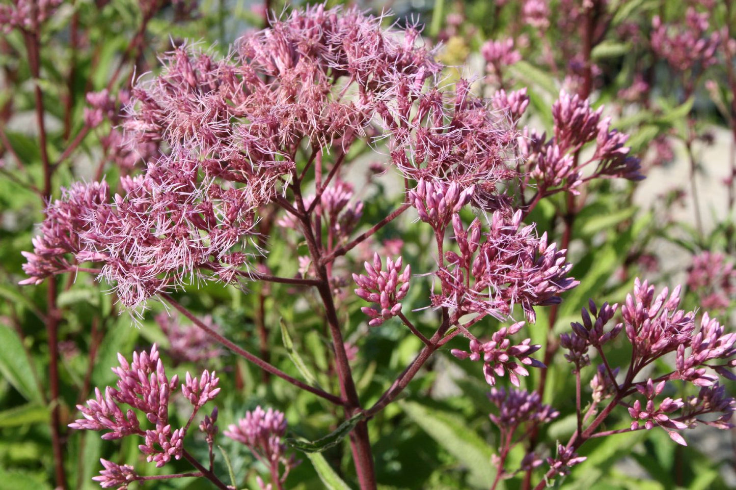 Eupatorium fistulosum 'Atropurpureum' Großer Garten-Wasserdost