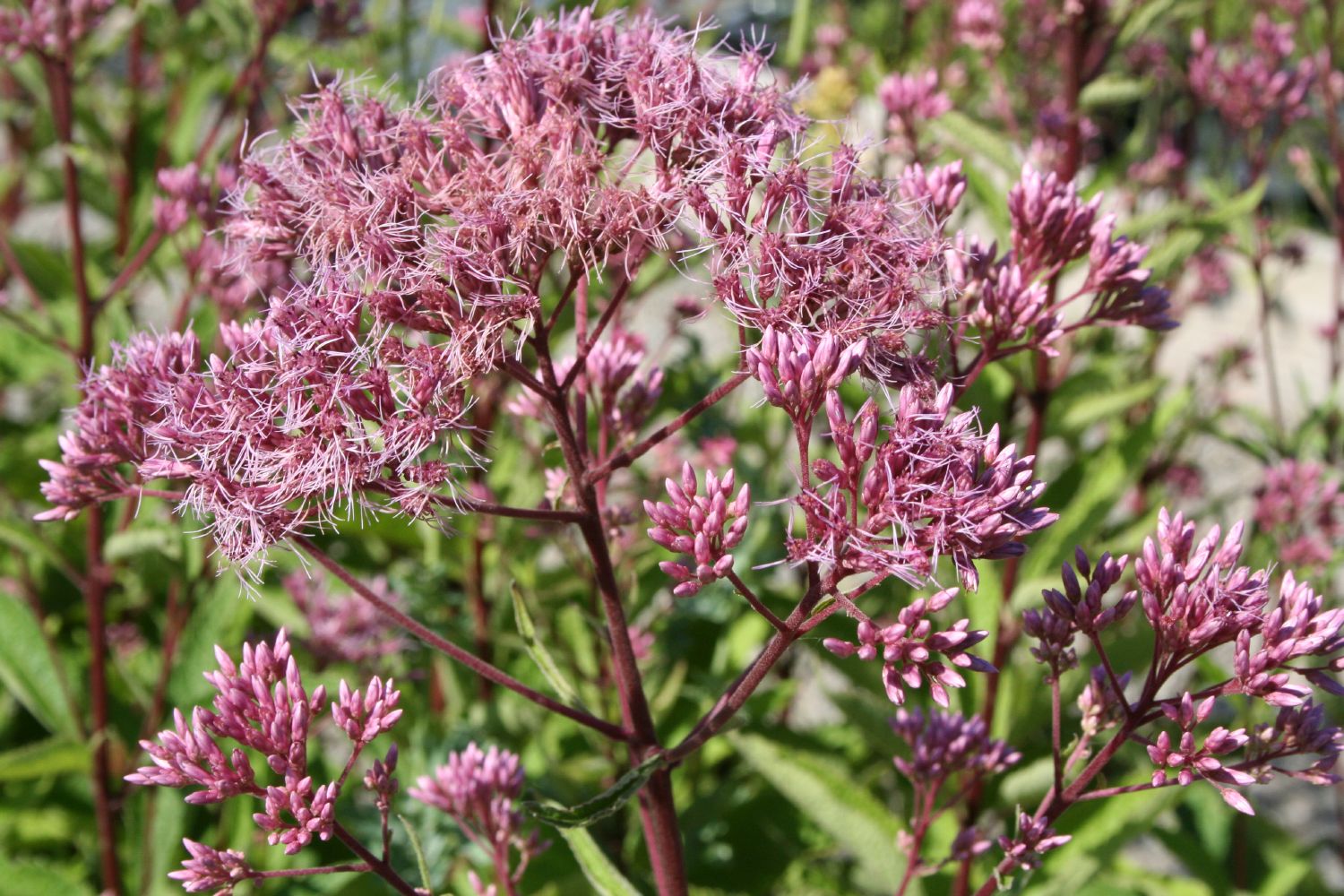 Eupatorium fistulosum 'Atropurpureum' Großer Garten-Wasserdost