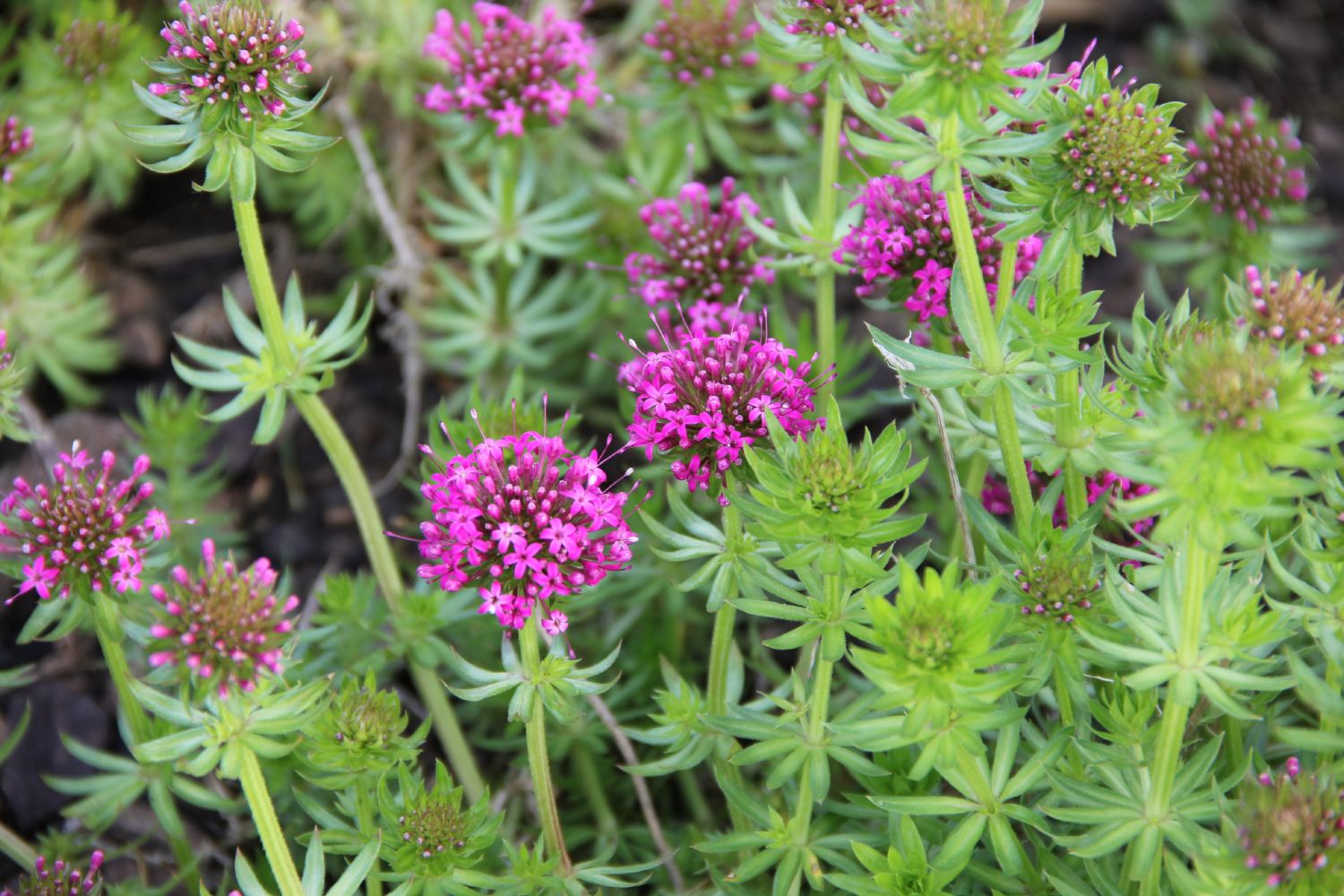Phuopsis stylosa 'Purpurglut' Garten-Scheinwaldmeister