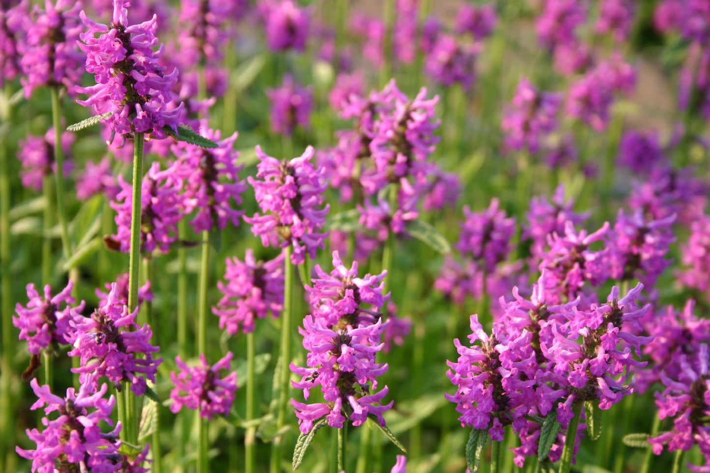 Stachys monnieri 'Hummelo' (Dichtblütiger Ziest)