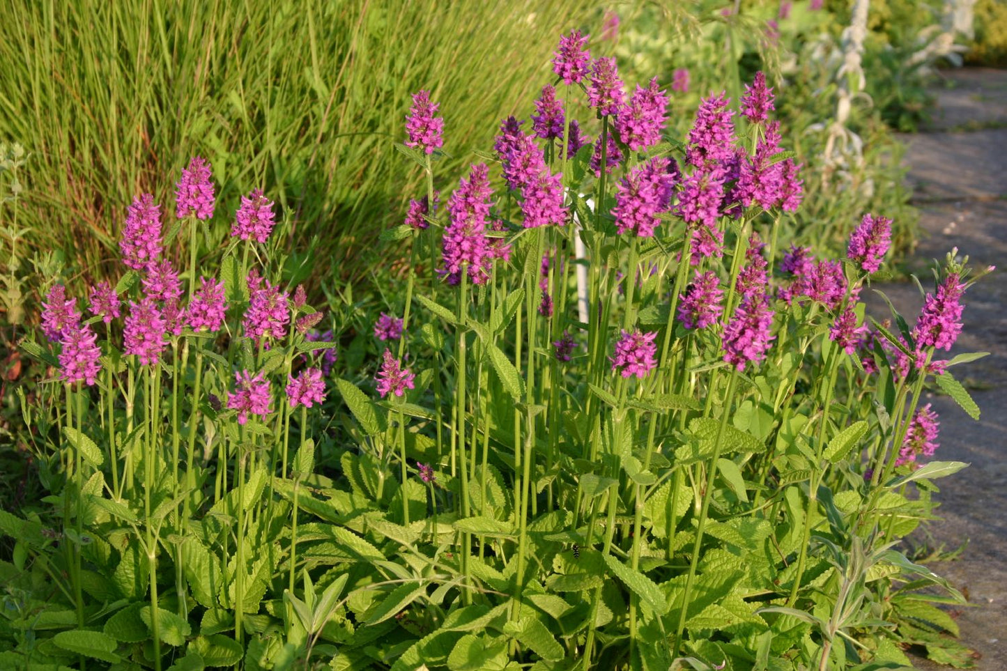 Stachys monnieri 'Hummelo' (Dichtblütiger Ziest)