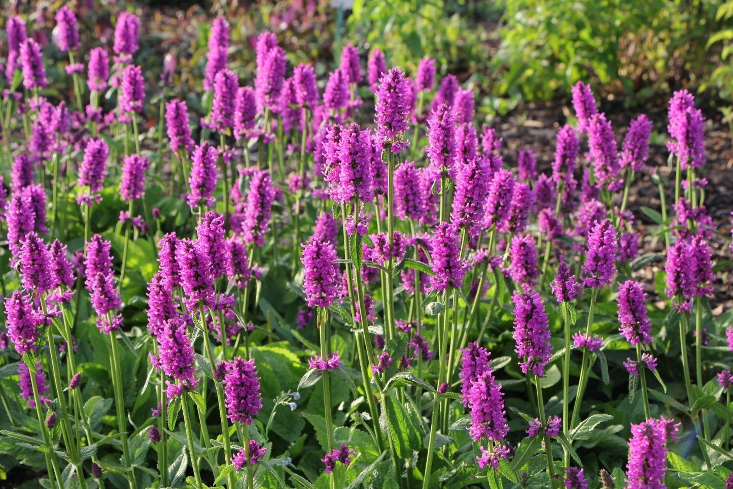 Stachys monnieri 'Hummelo' (Dichtblütiger Ziest)