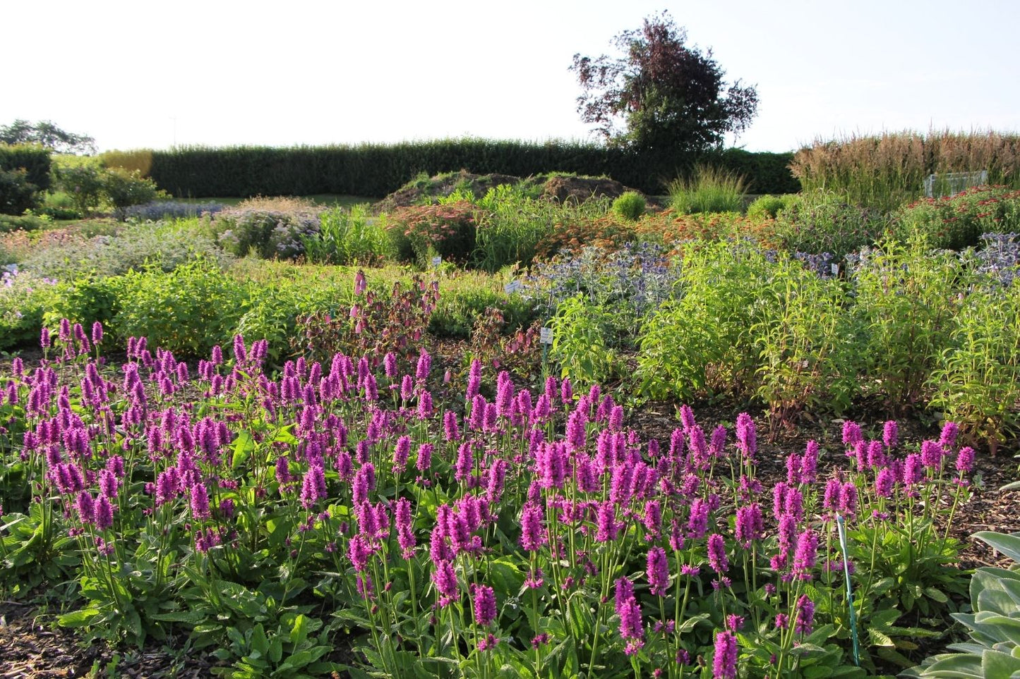 Stachys monnieri 'Hummelo' (Dichtblütiger Ziest)