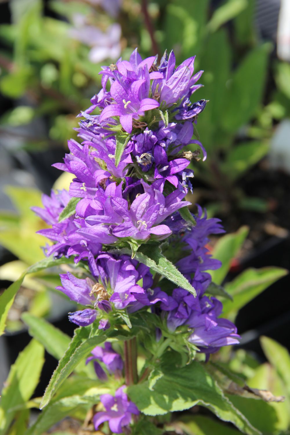 Campanula glomerata 'Dahurica' Knäuel Glockenblume