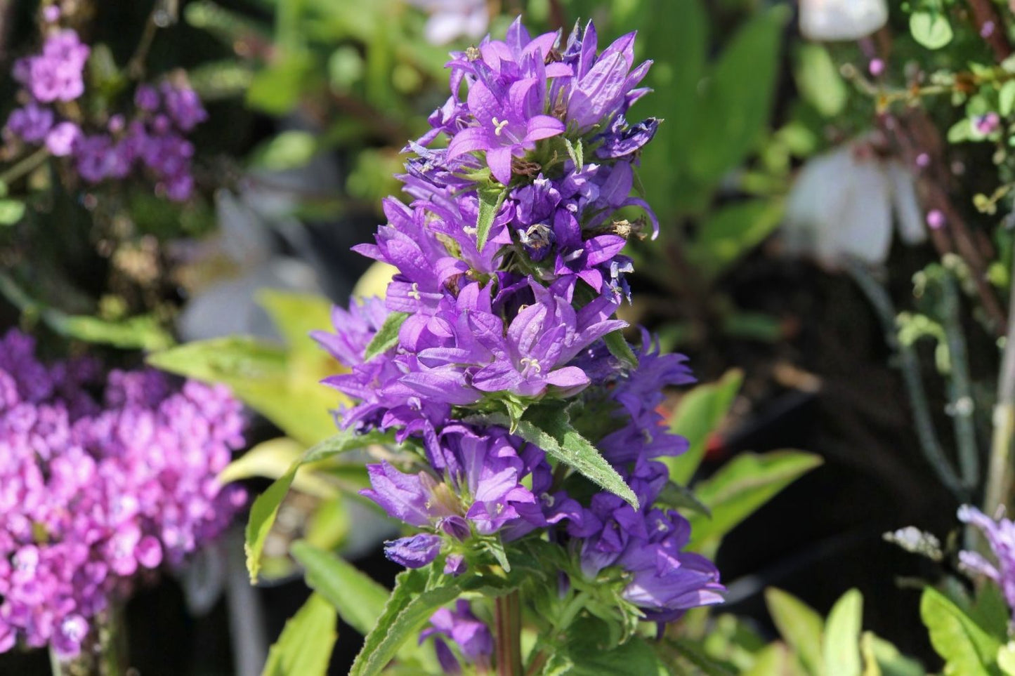 Campanula glomerata 'Dahurica' Knäuel Glockenblume
