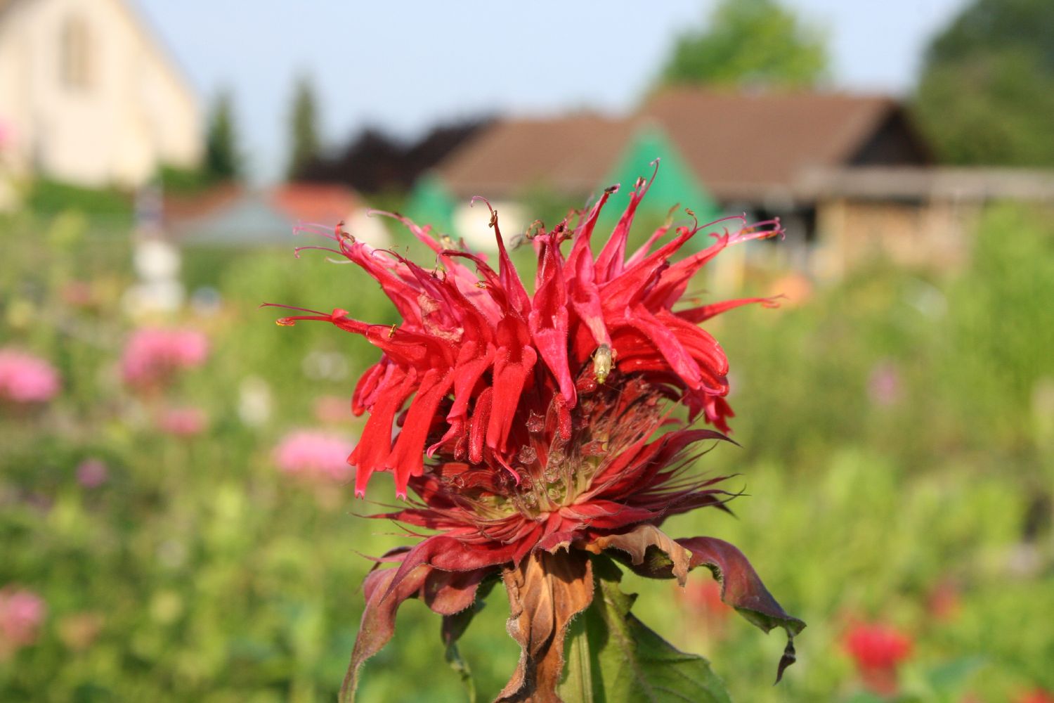 Monarda fistulosa 'Gardenview Scarlet' Indianernessel