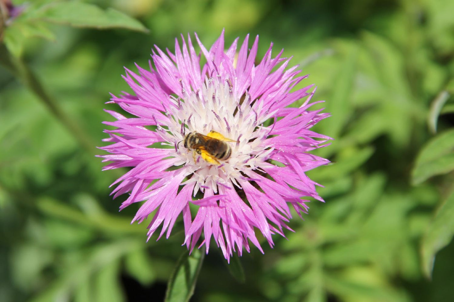Centaurea dealbata 'Rosea' Flockenblume