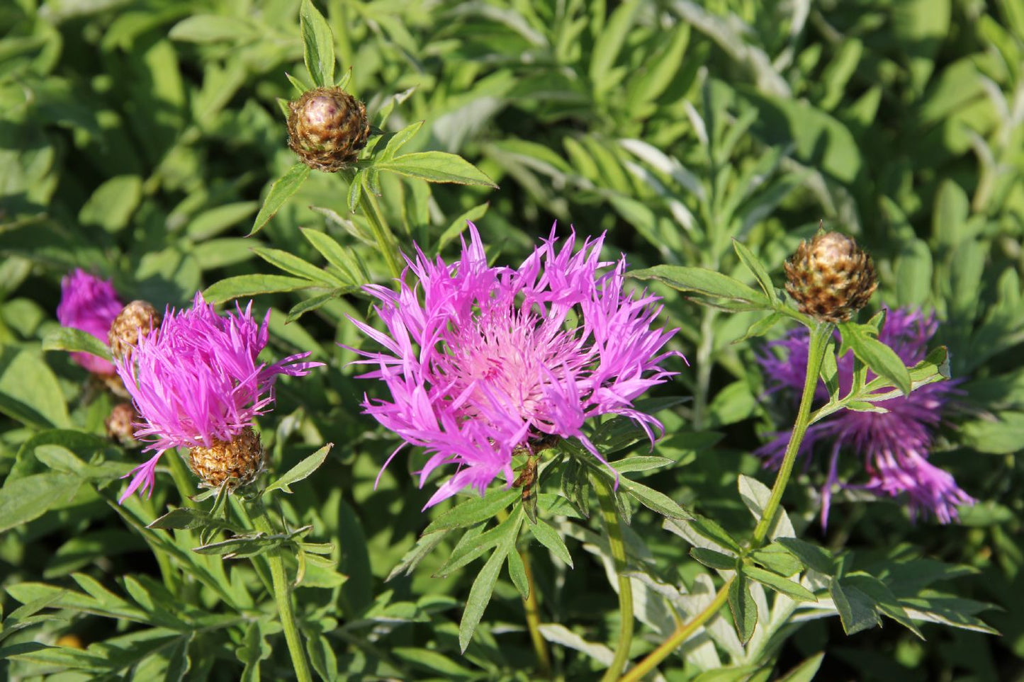 Centaurea dealbata 'Rosea' (Flockenblume)