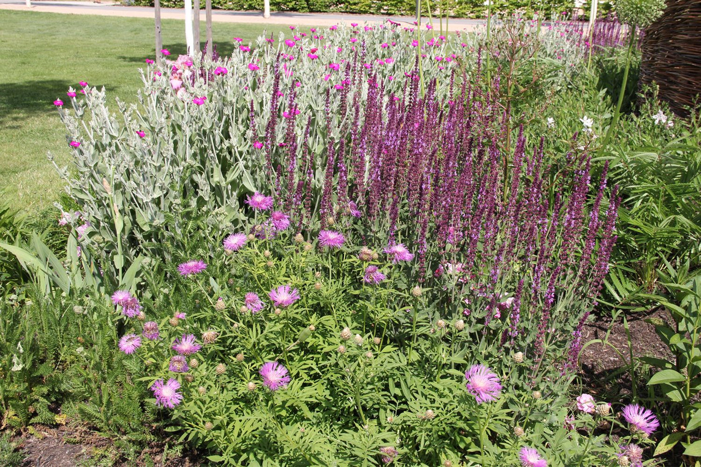 Centaurea dealbata 'Rosea' (Flockenblume)