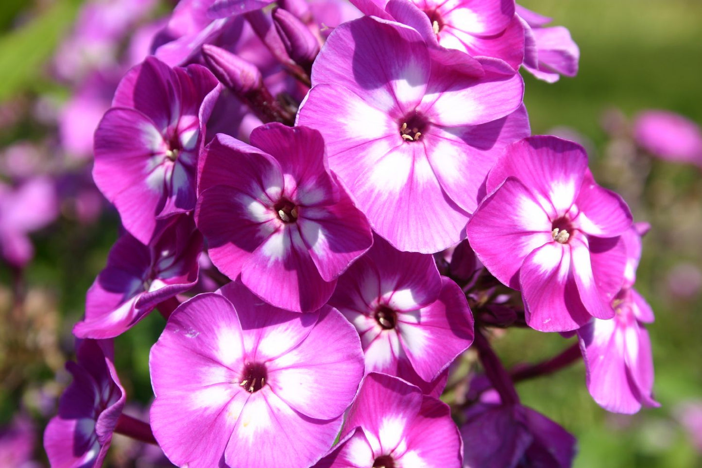 Phlox paniculata 'Uspech' Hohe Garten-Flammenblume