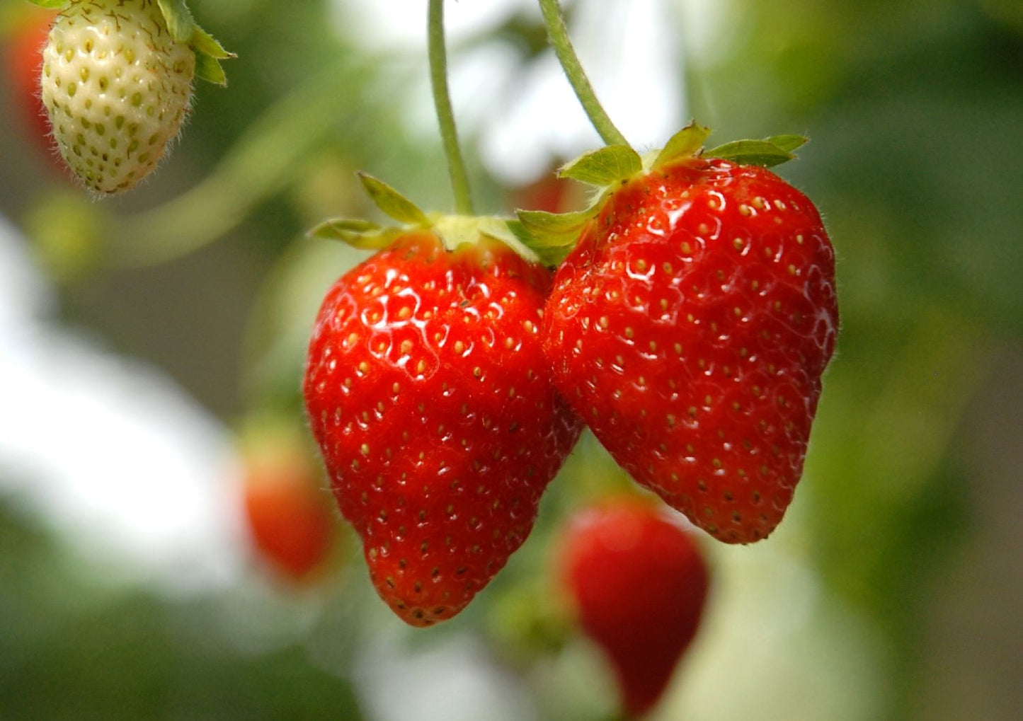 Fragaria vesca 'Ostara' Garten-Monats-Erdbeere Fragaria vesca 'Ostara' Garten-Monats-Erdbeere