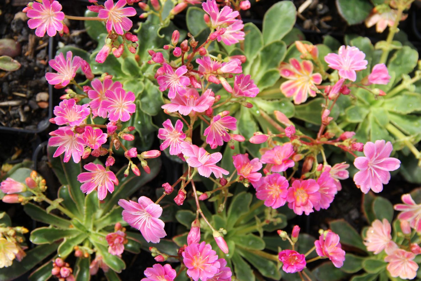 Lewisia x cotyledon 'Regenbogen' Bitterwurz