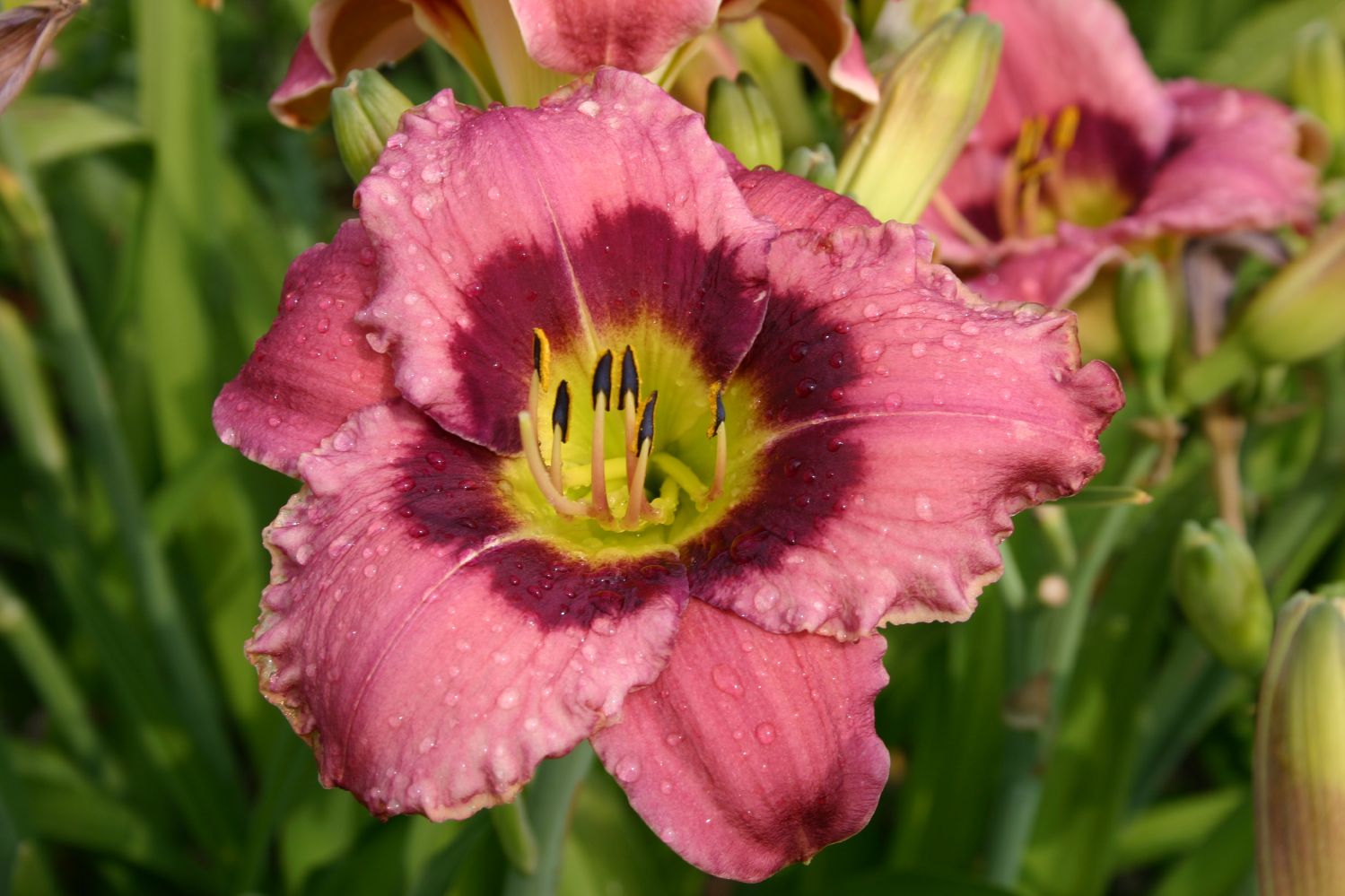 Hemerocallis 'Always Afternoon' Großblumige Taglilie