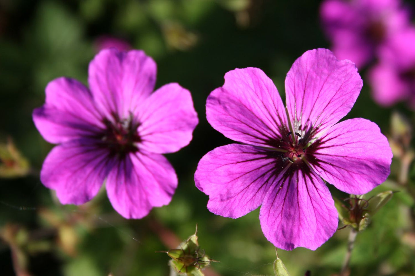 Geranium psilostemon 'Patricia' Garten-Storchschnabel