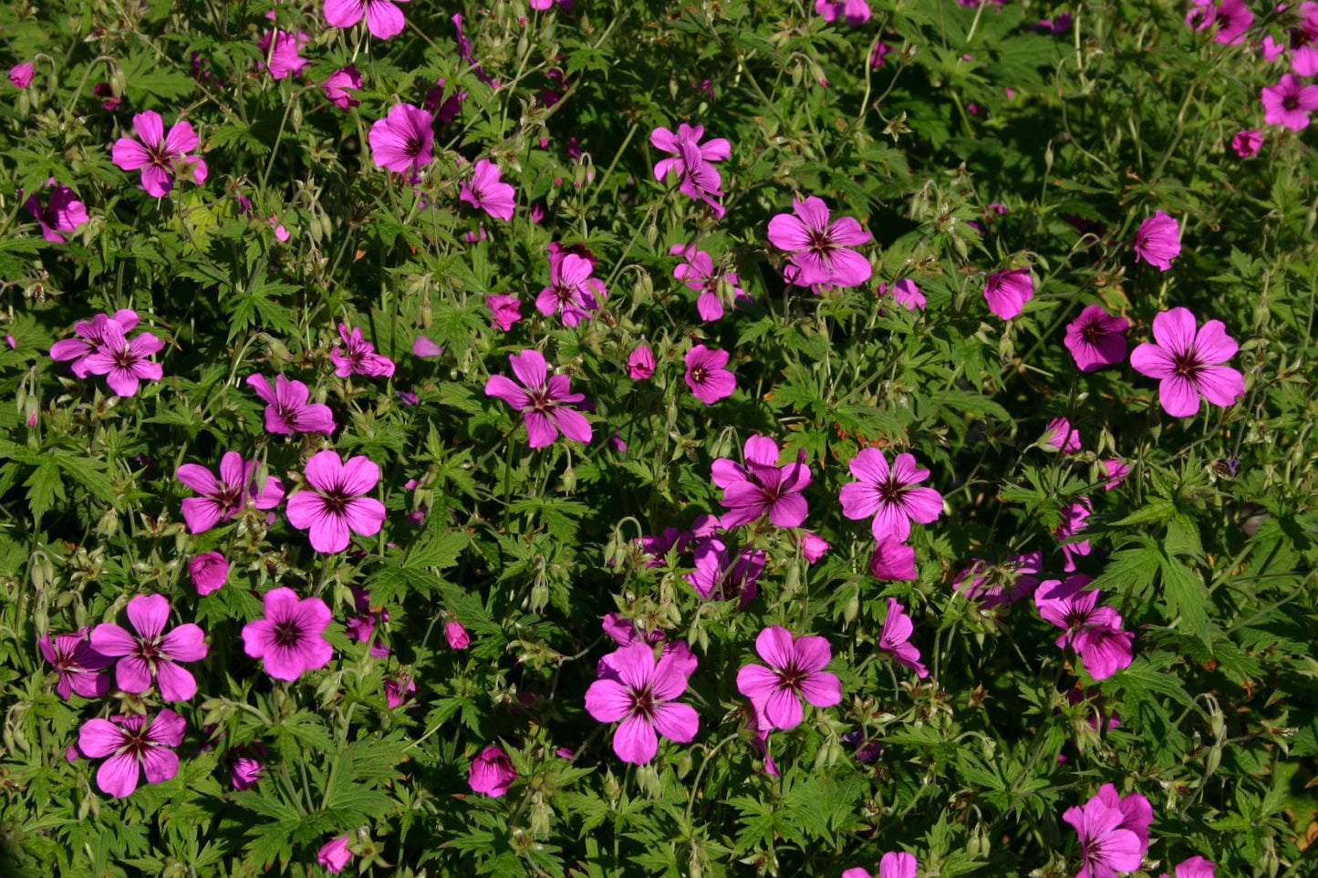 Geranium psilostemon 'Patricia' (Garten-Storchschnabel)