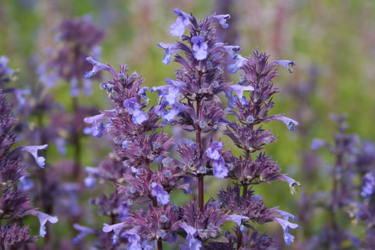 Nepeta grandiflora 'Bramdean' Großblütige Katzenminze