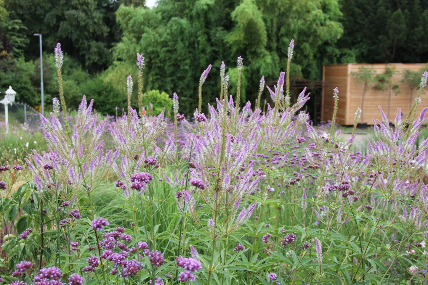 Veronicastrum virginicum 'Fascination' (Kandelaberehrenpreis)