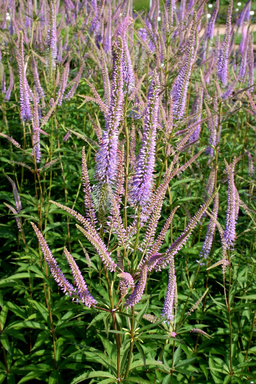 Veronicastrum virginicum 'Fascination' (Kandelaberehrenpreis)