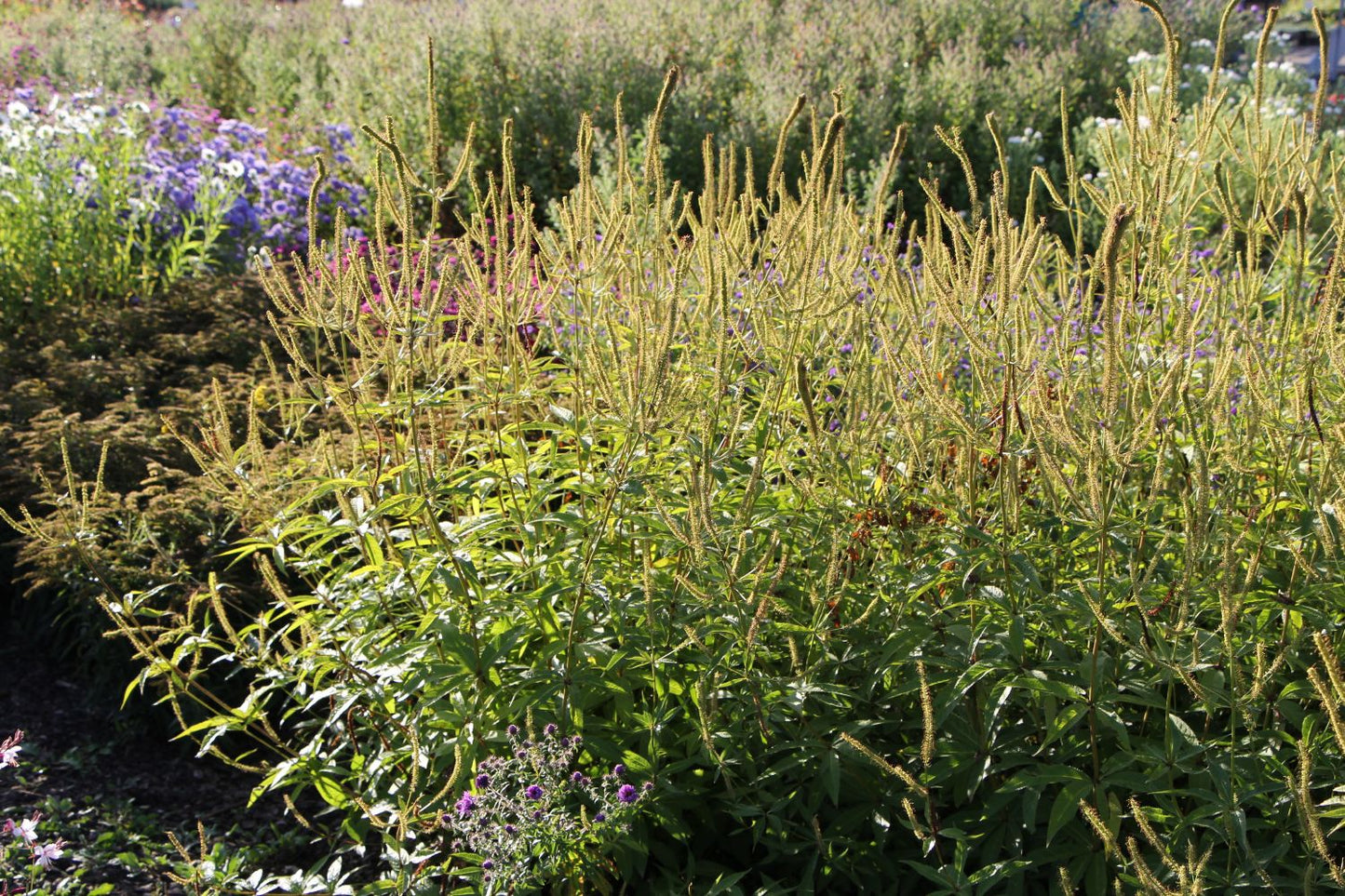 Veronicastrum virginicum 'Fascination' (Kandelaberehrenpreis)