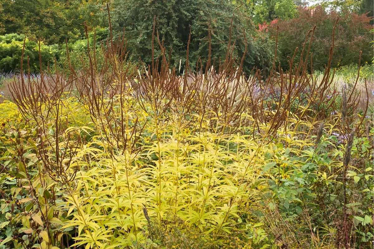 Veronicastrum virginicum 'Fascination' (Kandelaberehrenpreis)