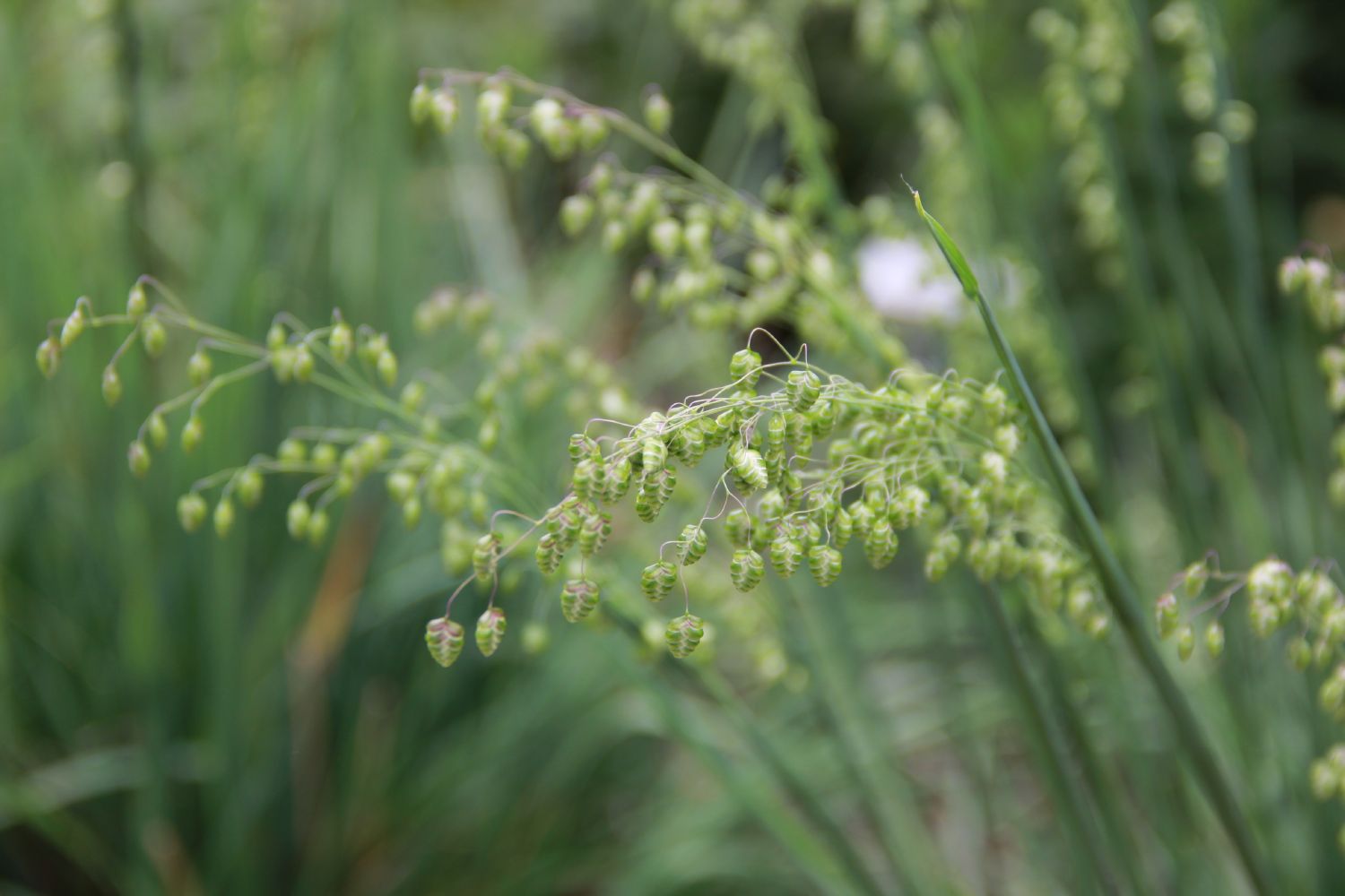 Briza media 'Limouzi' Garten-Zittergras