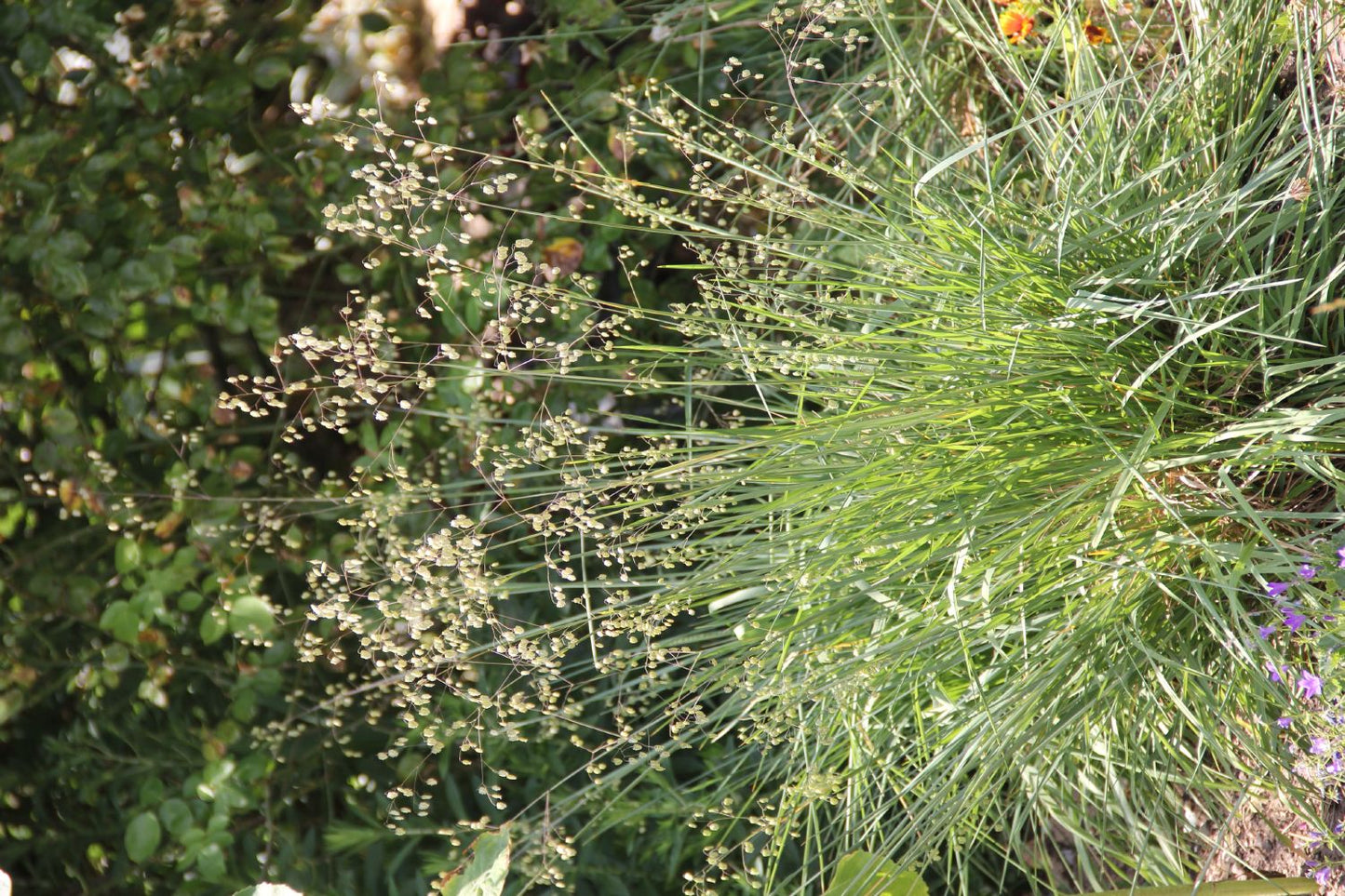 Briza media 'Limouzi' (Garten-Zittergras) Briza media 'Limouzi' (Garten-Zittergras)