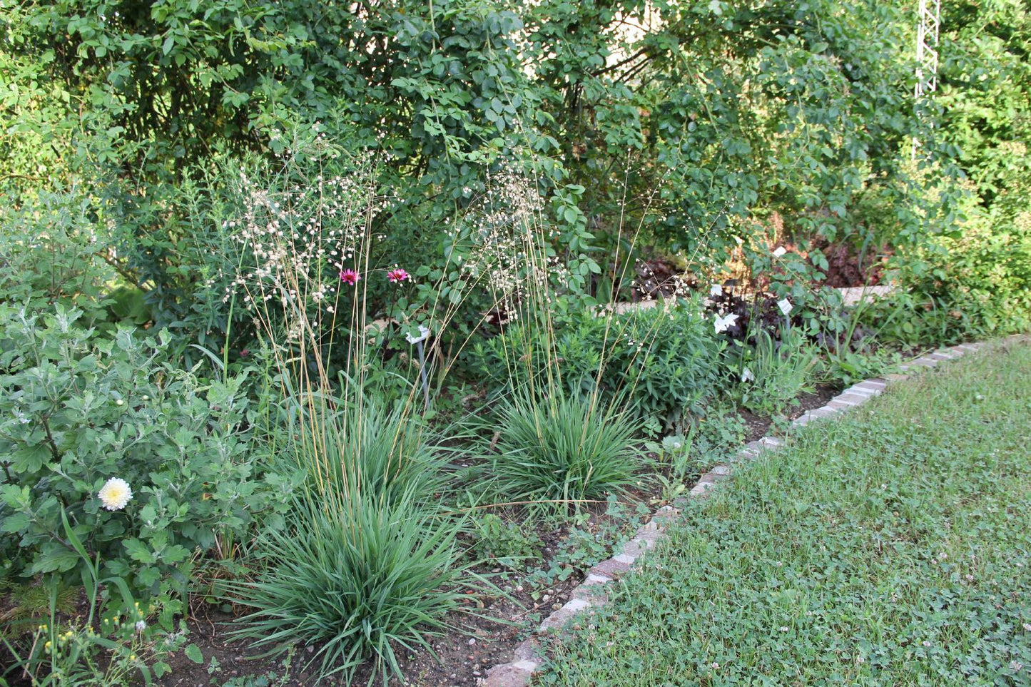Briza media 'Limouzi' (Garten-Zittergras) Briza media 'Limouzi' (Garten-Zittergras)