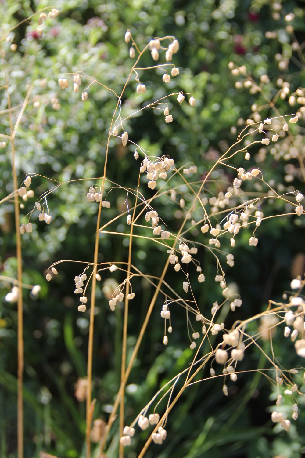 Briza media 'Limouzi' (Garten-Zittergras) Briza media 'Limouzi' (Garten-Zittergras)