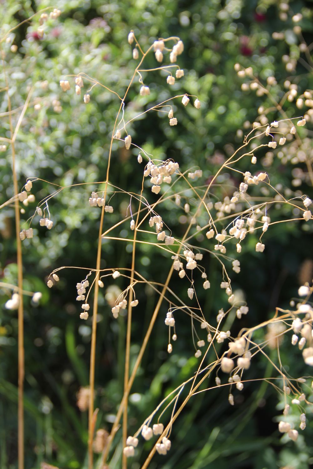 Briza media 'Limouzi' (Garten-Zittergras)