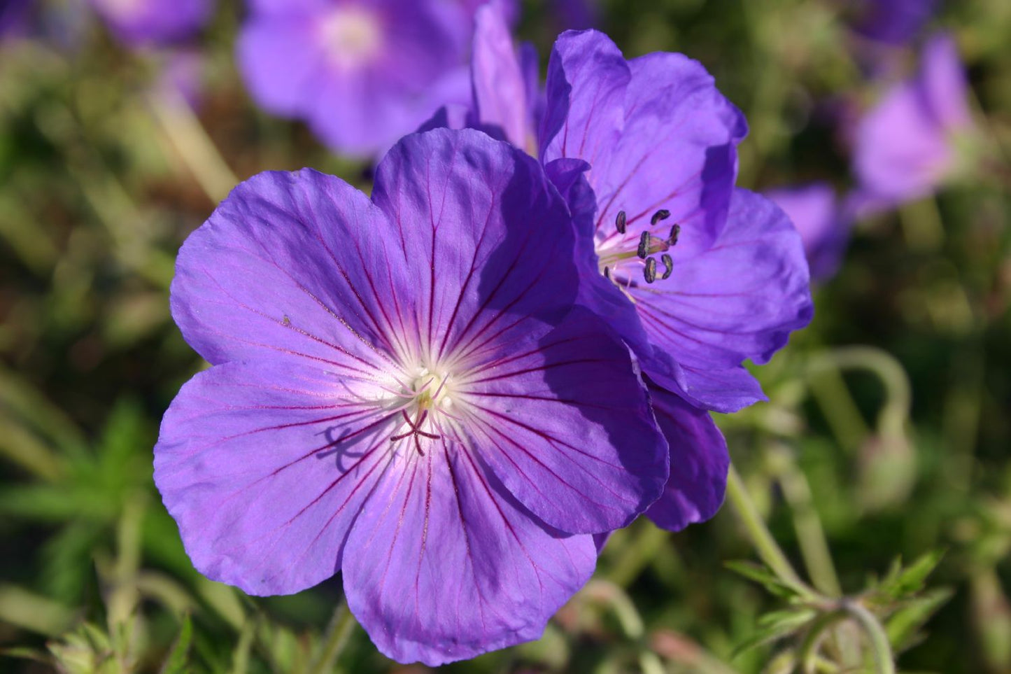 Geranium x pratense 'Orion' Wiesen-Storchschnabel