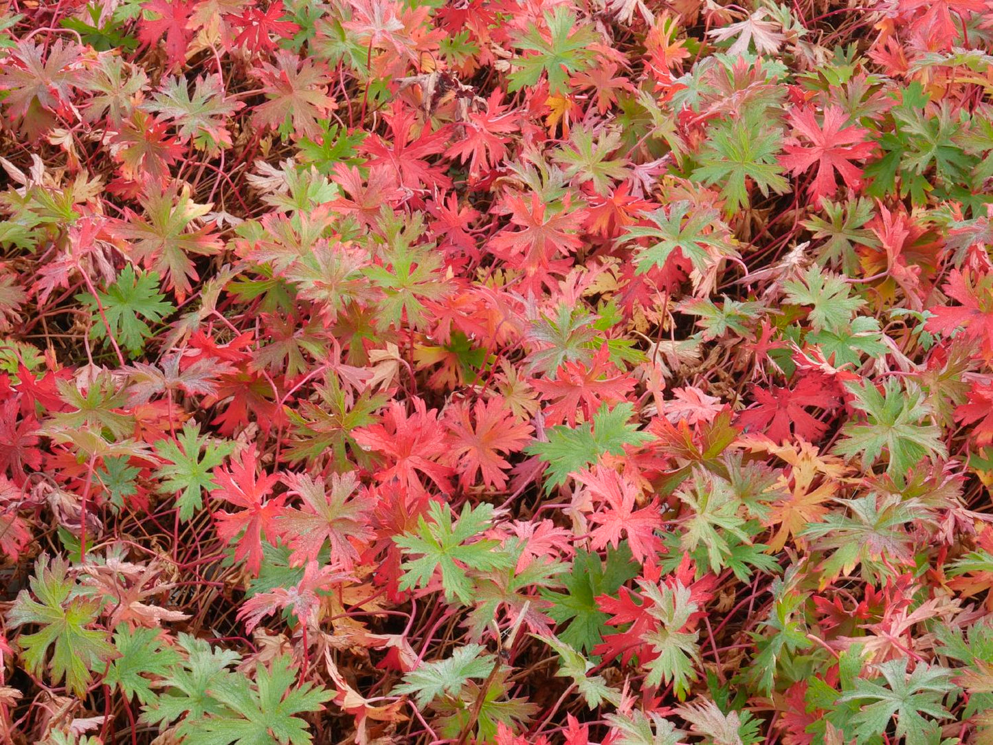 Geranium x pratense 'Orion' (Wiesen-Storchschnabel)