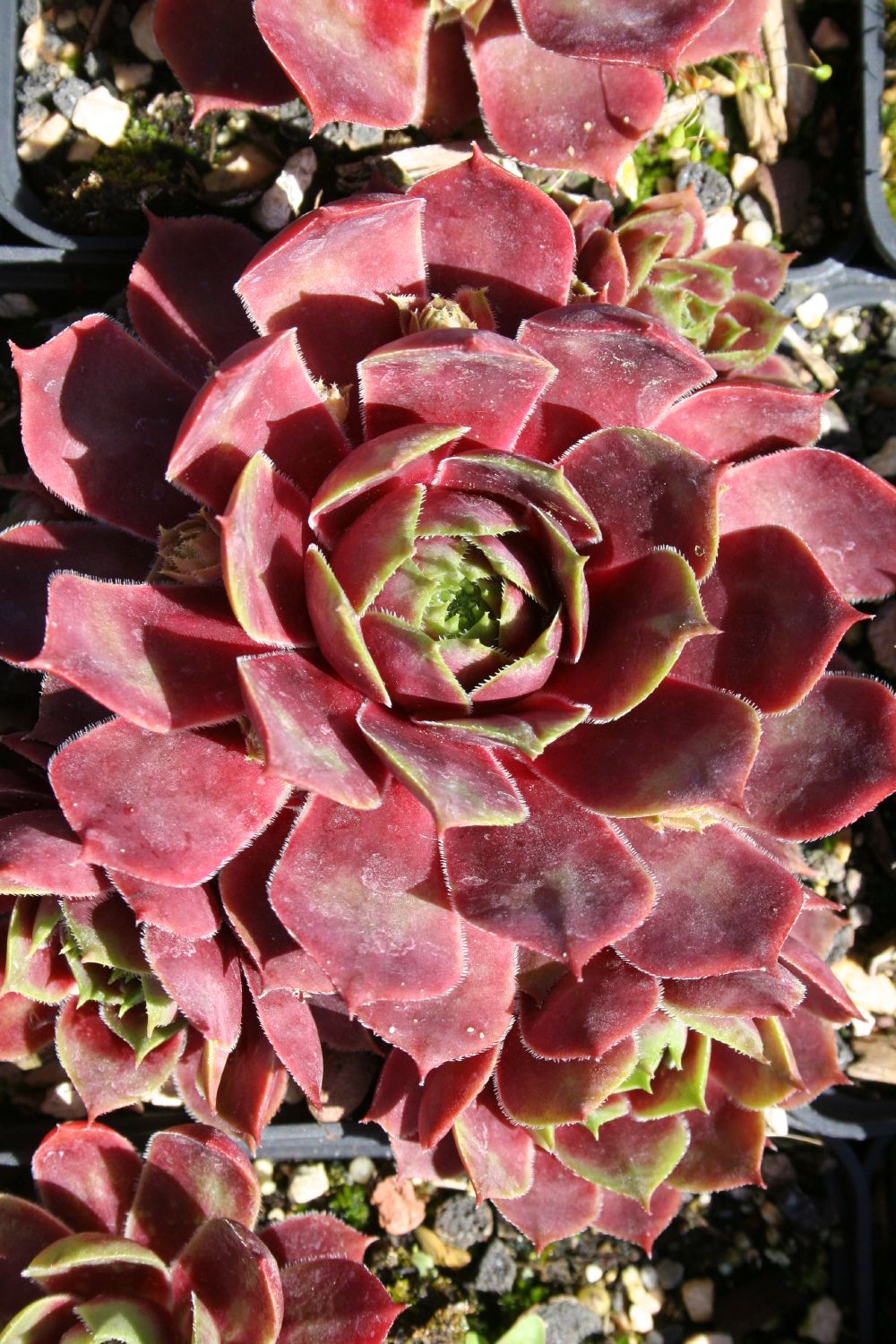 Sempervivum 'Paricutin' Garten-Hauswurz