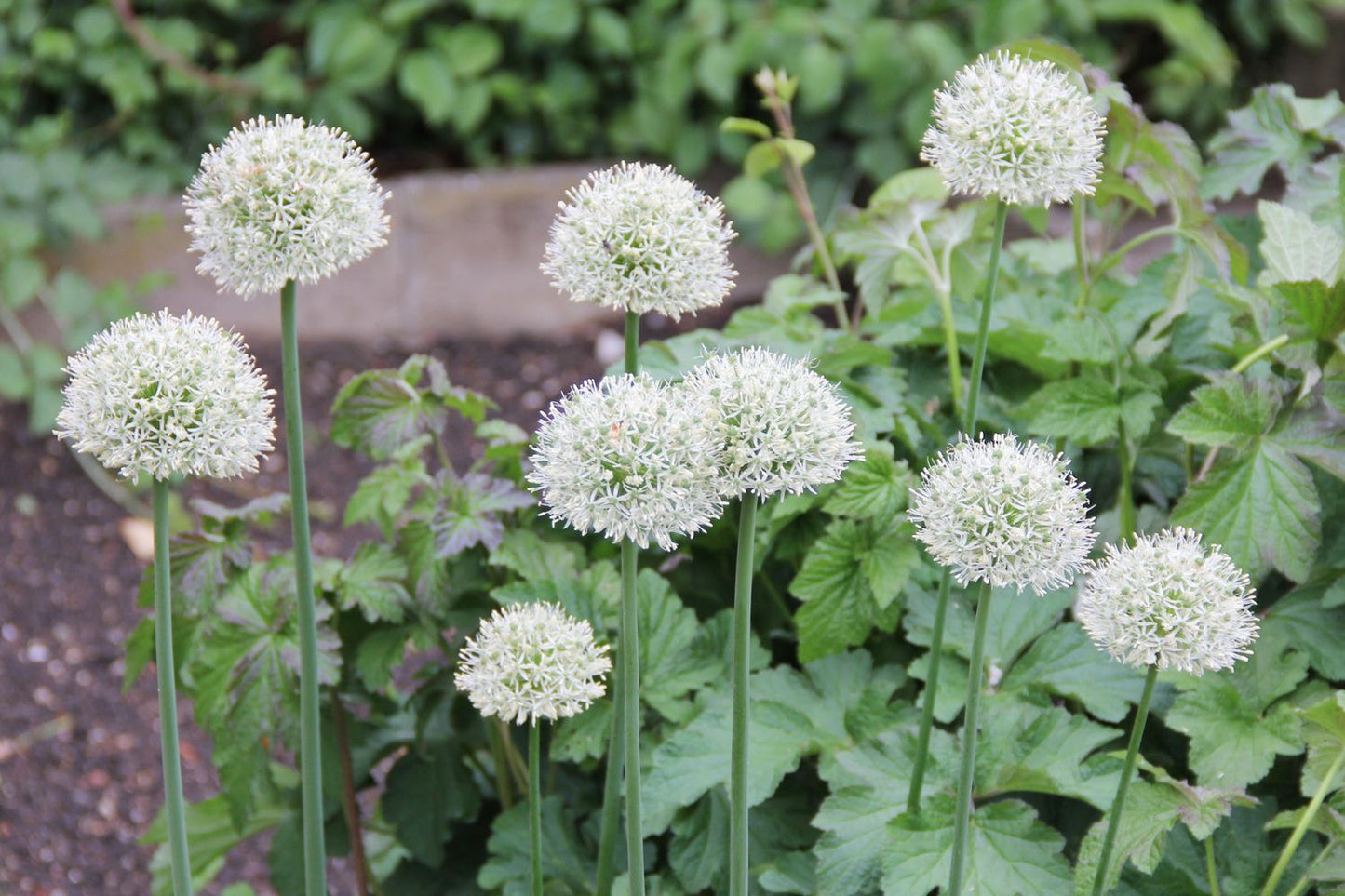 Allium 'Mount Everest' (Kugellauch | Zierlauch)