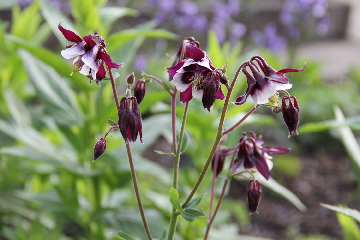 Aquilegia vulgaris 'William Guiness' Kurzspornige Akelei