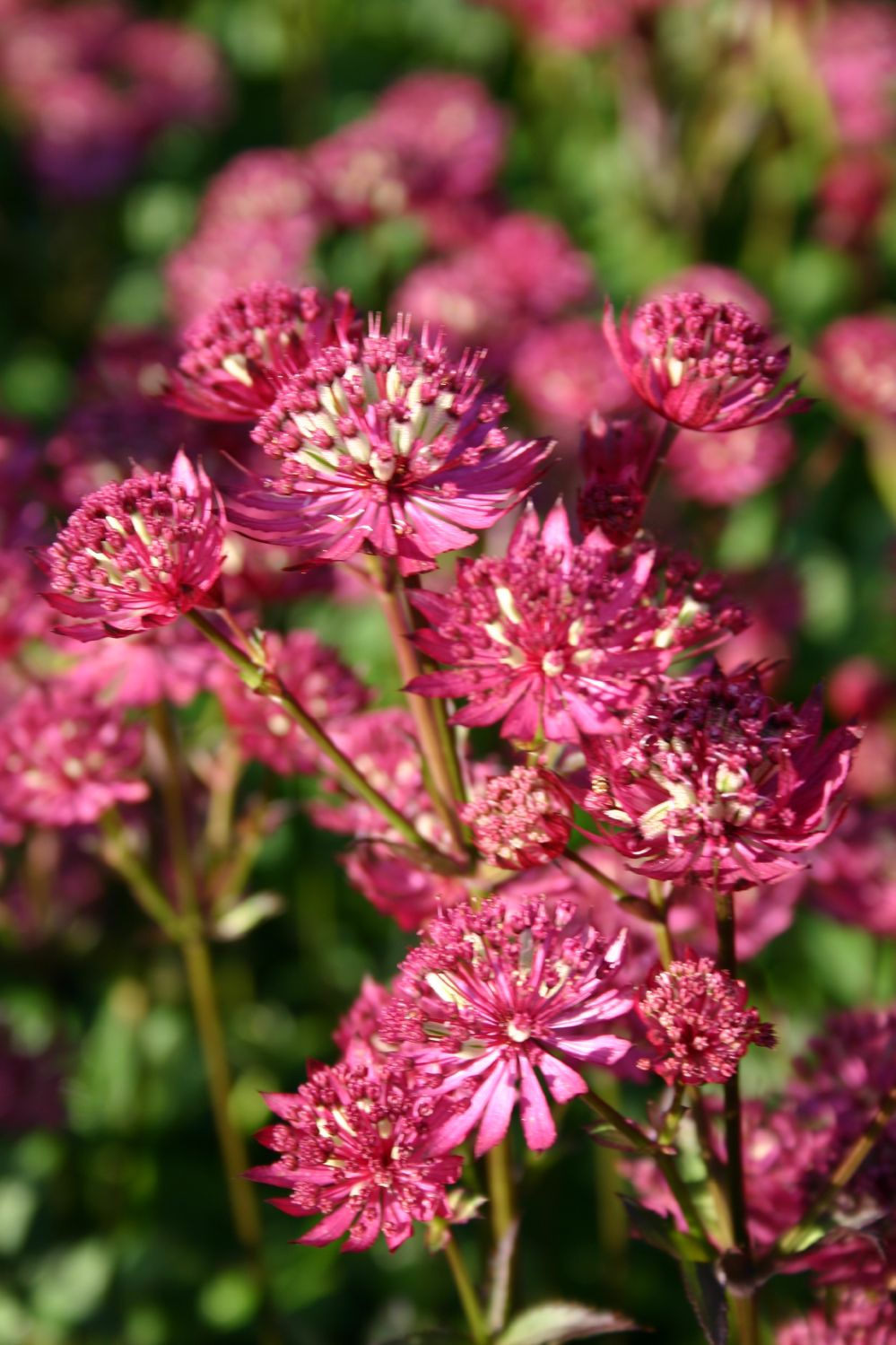 Astrantia major 'Ruby Wedding' (Sterndolde)