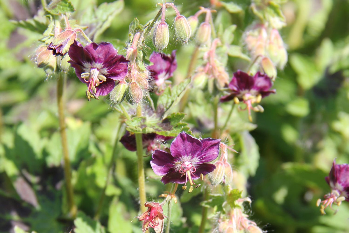 Geranium phaeum 'Samobor' Brauner Garten-Storchschnabel