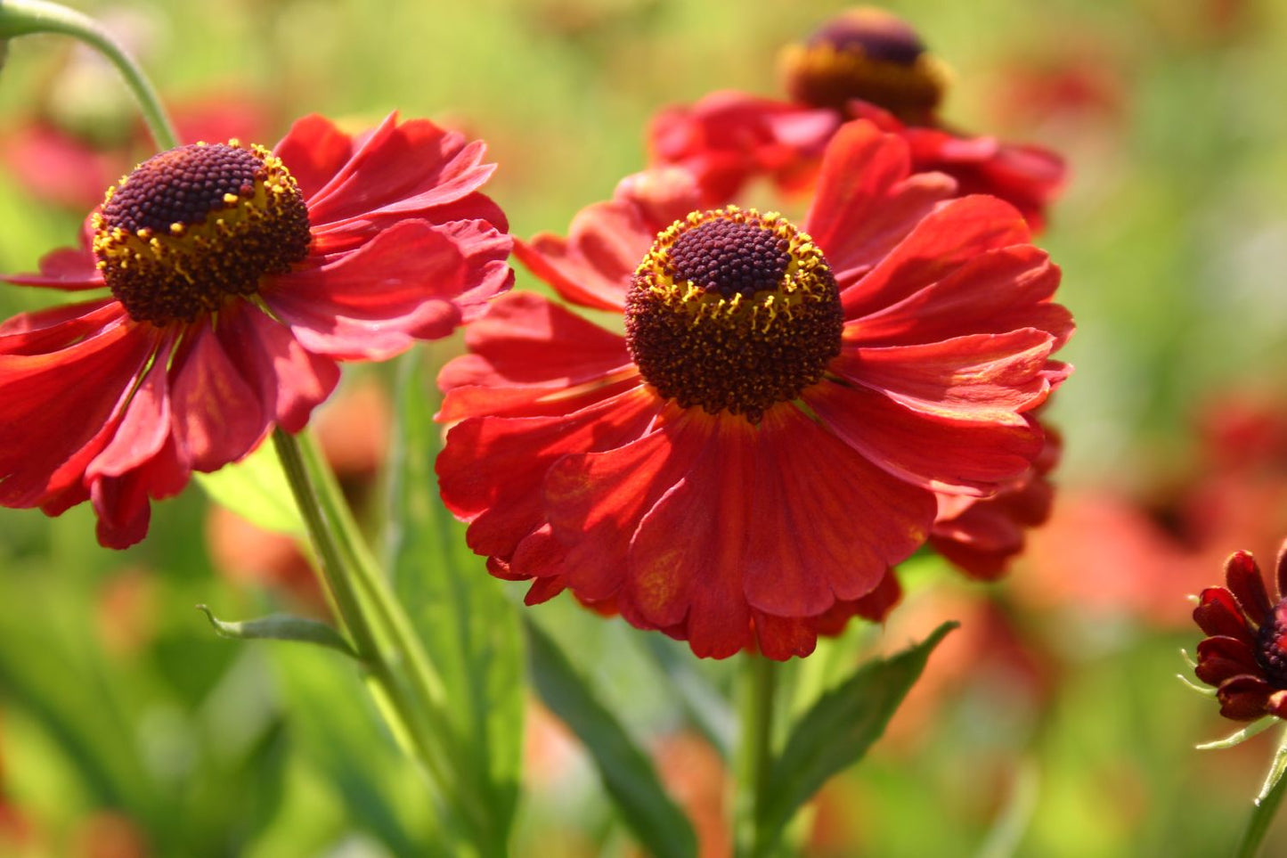 Helenium 'Indianersommer' Sonnenbraut