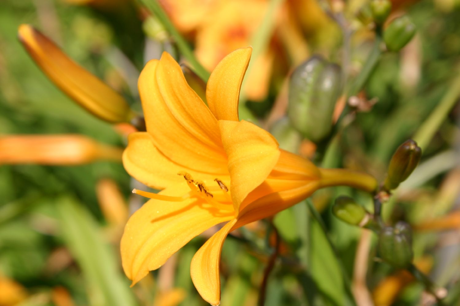 Hemerocallis 'Thumbelina' Miniaturblütige Taglilie
