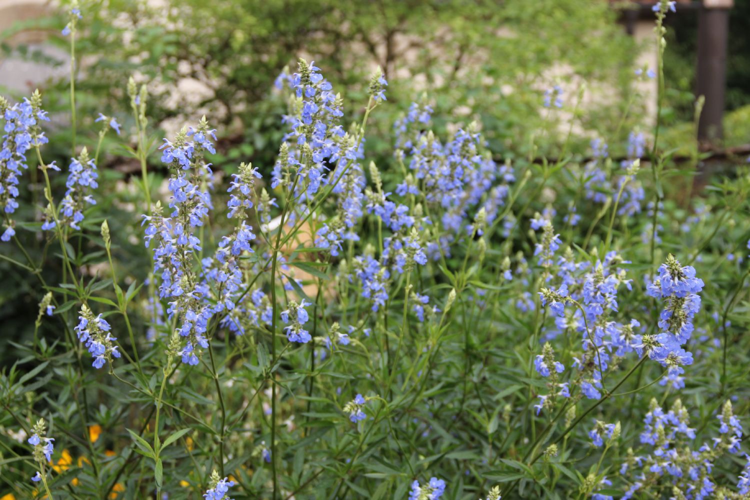 Salvia uliginosa Sumpf-Salbei