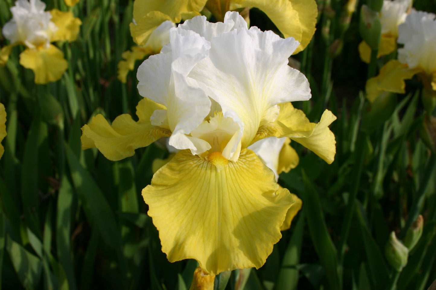 Iris Barbata-Elatior 'Echo de France' Hohe Garten-Schwertlilie
