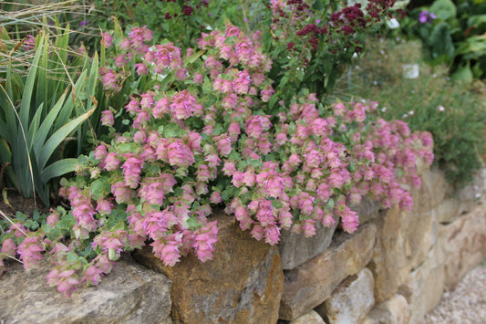 Origanum rotundifolium 'Kent Beauty' Rundblättriger Dost