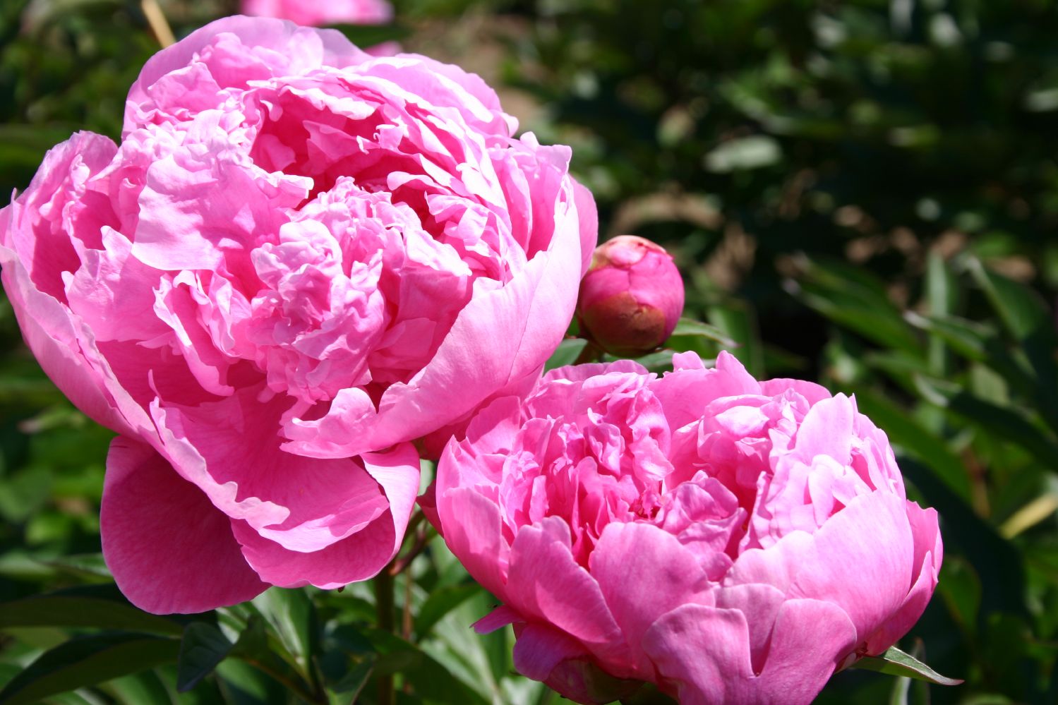 Paeonia lactiflora 'Dr Alexander Fleming' Garten-Pfingstrose
