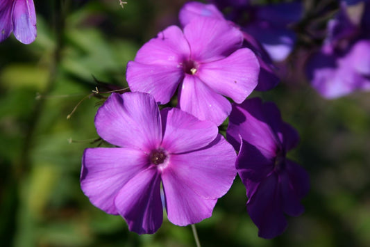Phlox paniculata 'Blue Paradise' Flammenblume