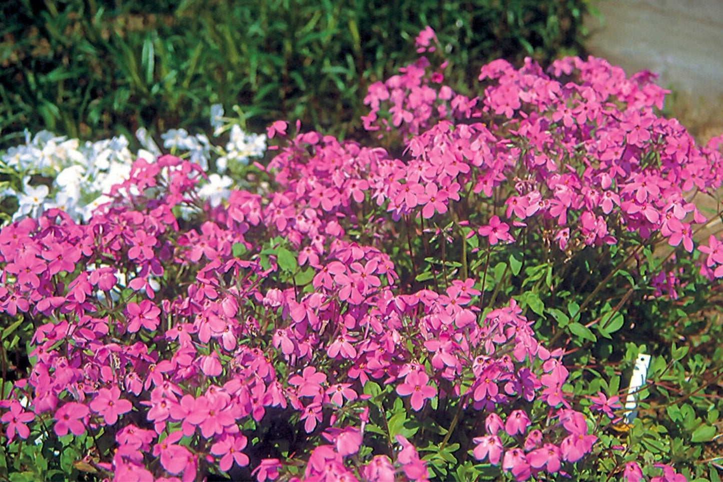 Phlox stolonifera 'Home Fires' Flammenblume | Wanderphlox