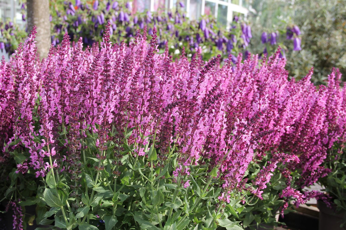 Salvia nemorosa 'Rosakönigin' Garten-Blüten-Salbei