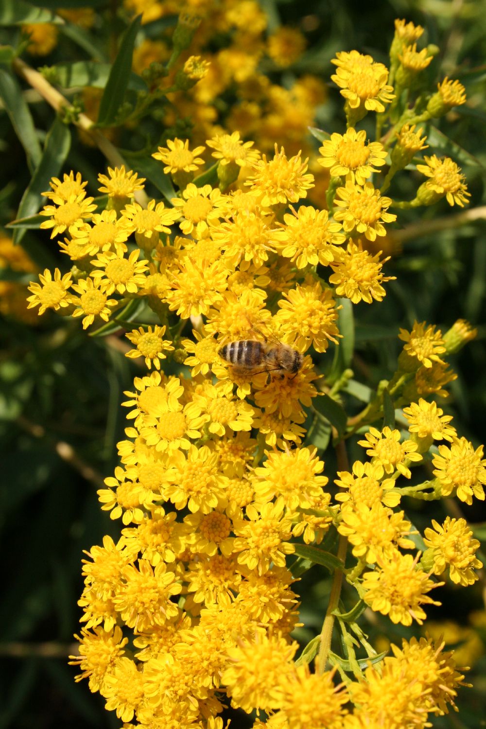 Solidago sempervirens 'Goldene Wellen' Sattgrüne Garten-Goldrute