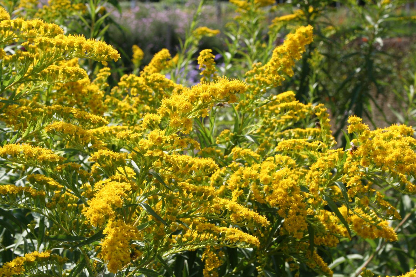 Solidago sempervirens 'Goldene Wellen' (Sattgrüne Garten-Goldrute)