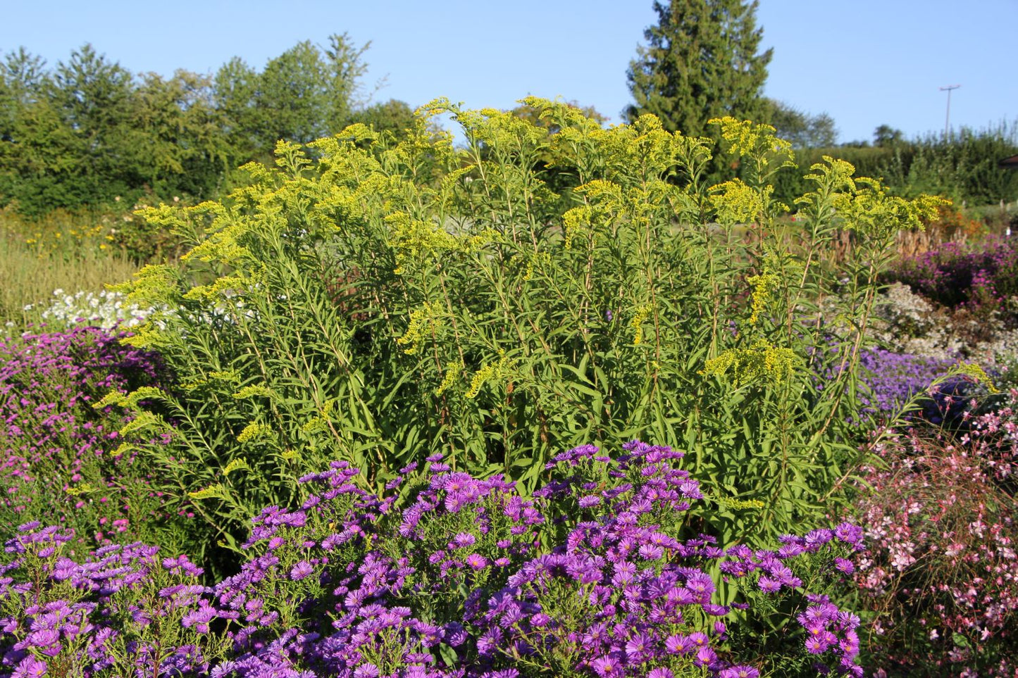 Solidago sempervirens 'Goldene Wellen' (Sattgrüne Garten-Goldrute)